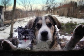 Бесплатно фото