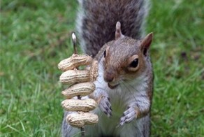 Бесплатный фотоприкол