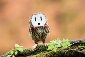 Бесплатно фото