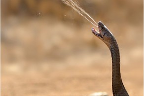 Фотоприкол онлайн