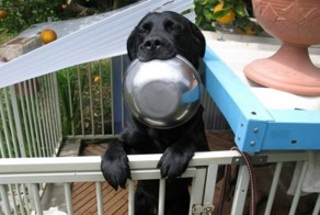 Смешной фотоприкол