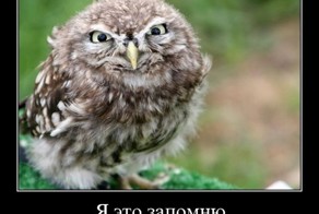 Смешной демотиватор от zubrilov за 30.11.2011 №95788