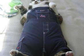 Бесплатно фото