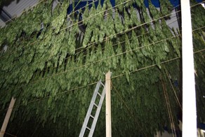 Шикарное фото