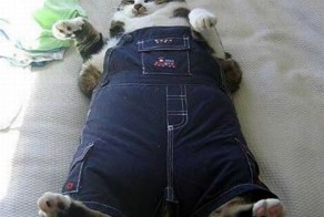 Фото прикол