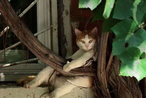 Смешной фотоприкол