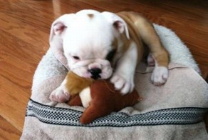 Фотоприкол онлайн бесплатно