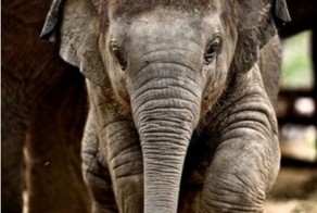 Пикантный фотоприкол