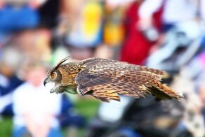 Смешные картинки