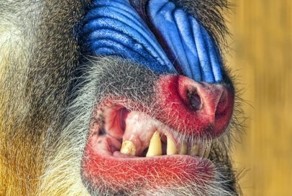 Бугагашеньки