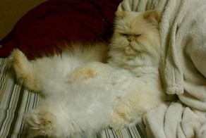 Бугагашеньки