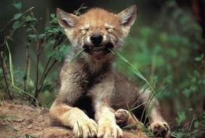 Свежий фотоприкол