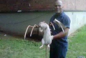 Гигантские крысы в Нью-Йорке (2 фото)