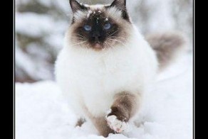 Смешной демотиватор от zubrilov за 11.01.2012 №99383