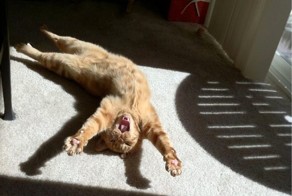 Фотоприкол бесплатно