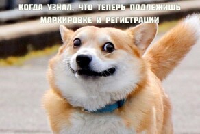 Что ждет всех домашних животных