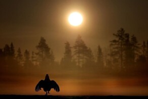 Дикая и безумно красивая