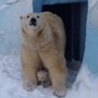 Мама-медведица впервые показала медвежонка новосибирцам