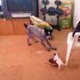Маленькая собака самоотверженно сражается за миску с едой