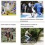 Американцы сравнивают Путина и Обаму