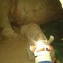 Спасение детеныша носорога