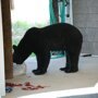 Мужчина рискнул своей жизнью ради тонувшего медведя