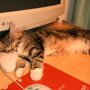 Места, которые невозможно представить без котов
