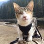 Слепая кошка, которая любит походы