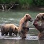 Медведи ходят на задних лапах