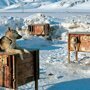 Зимняя будка для собакена