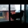 Прыжок кота - камикадзе