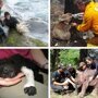 Истории о спасенных животных, которые вернут веру в человечество