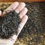 Настоящий китайский чай: с чего начать?