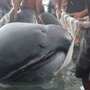 Филиппинские рыбаки выловили редкую пелагическую большеротую акулу