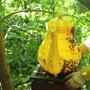 60 000 пчел вылепили миленький чайник