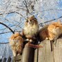 Необычная колония рыжих под Барнаулом