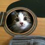 Места , где ты не стал бы искать своего кота