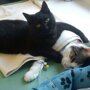 В приюте для животных в Быдгоще появился кот-медбрат