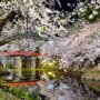 Весна, время когда цветет сакура