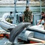 Морские млекопитающие на военной службе