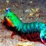 25 жутких обитателей морских глубин 