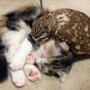 Котенок и совенок стали лучшими друзьями 