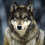 10 фактов о волках
