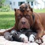Самый большой питбуль в мире обзавелся восемью щенками