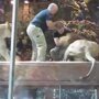 Львица вступилась за смотрителя зоопарка 