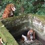 Упав в яму, эта собака была обречена. Но верный друг не оставил ее в беде!