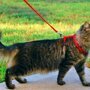 Как научить кота ходить на поводке?