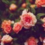 10 самых дорогих цветов в мире
