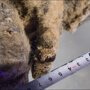 В Сибири обнаружили 12000-летние останки львят в идеальном состоянии