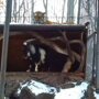 Тигр Амур, живущий в Приморском сафари-парке в Шкотовском районе Приморья, по...
